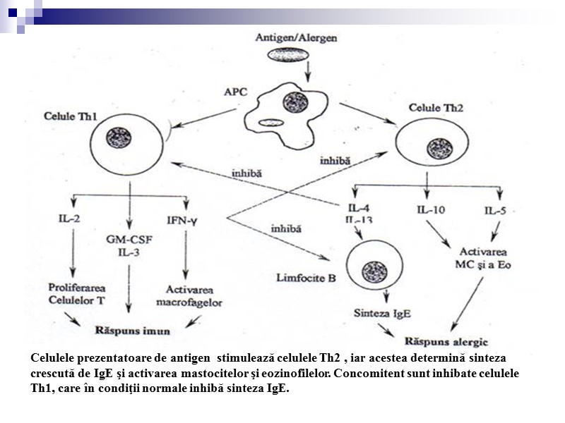 Celulele prezentatoare de antigen  stimulează celulele Th2 , iar acestea determină sinteza crescută